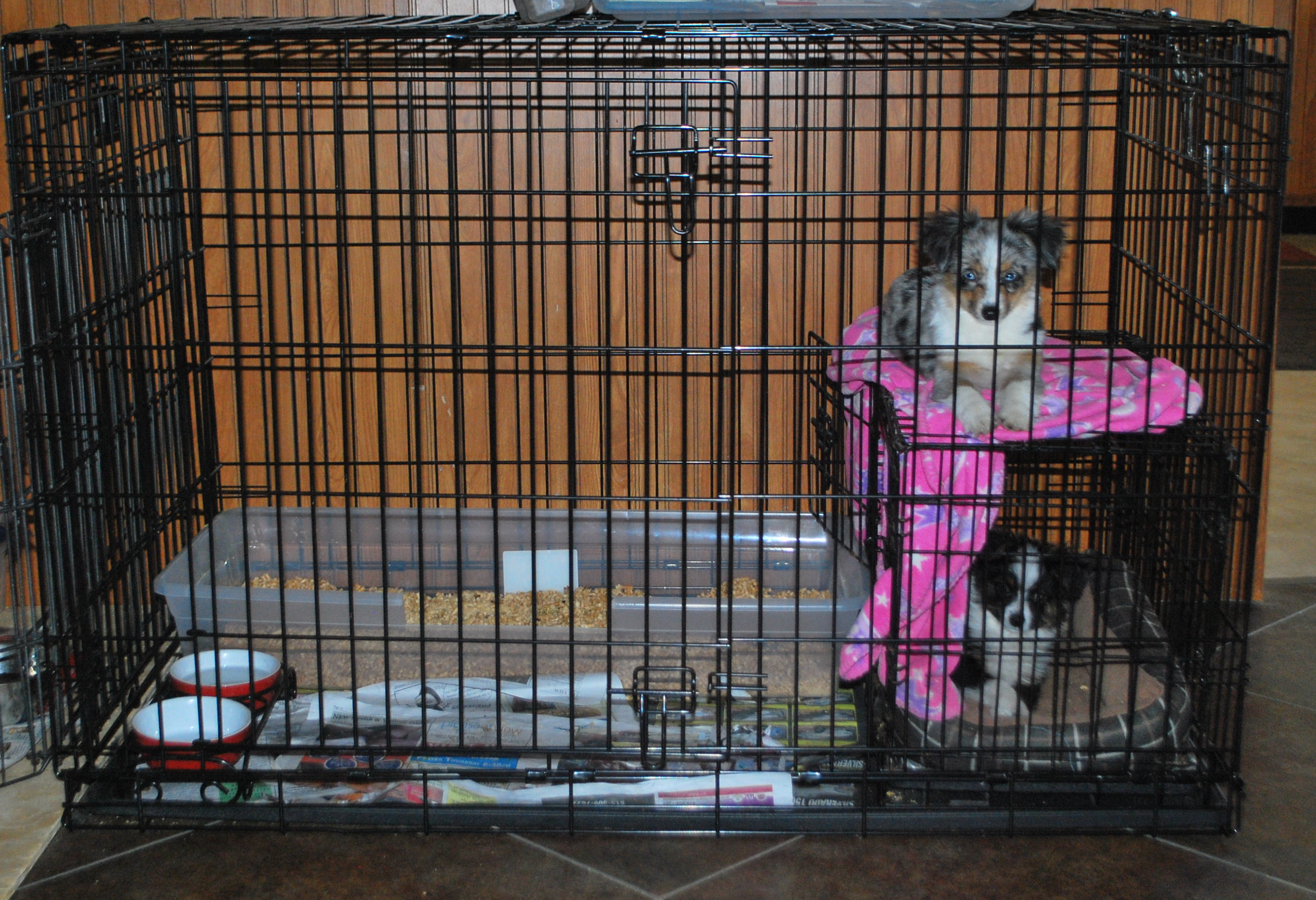 Dog in litter box top